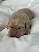 Yellow Girl, a female Labrador Retriever for sale in Giddings, TX – Photo 1 of 5