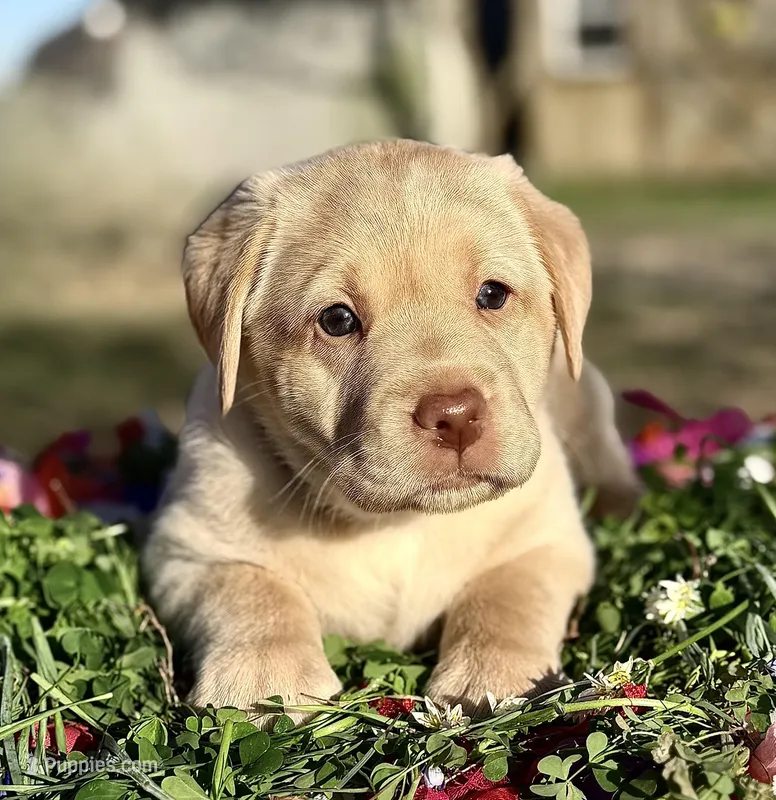 Yellow Girl – Labrador Retriever puppy for sale in Giddings, TX