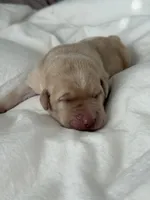 Yellow Girl, a female Labrador Retriever for sale in Giddings, TX – Photo 5 of 5