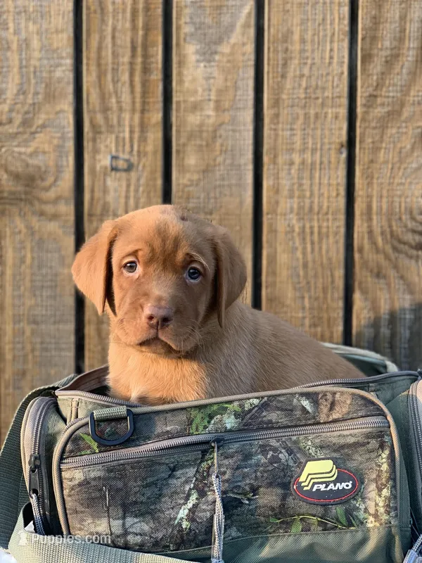 Green collar, a male Labrador Retriever for sale in Giddings, TX – Photo 1 of 6