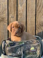 Green collar, a male Labrador Retriever for sale in Giddings, TX – Photo 1 of 6