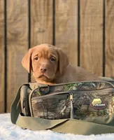 Green collar, a male Labrador Retriever for sale in Giddings, TX – Photo 4 of 6