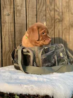 Green collar, a male Labrador Retriever for sale in Giddings, TX – Photo 2 of 6