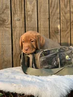 Green collar, a male Labrador Retriever for sale in Giddings, TX – Photo 3 of 6