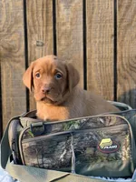 Green collar, a male Labrador Retriever for sale in Giddings, TX – Photo 6 of 6