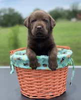 Choco Boy, a male Labrador Retriever for sale in Giddings, TX – Photo 1 of 2