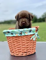 Choco Boy, a male Labrador Retriever for sale in Giddings, TX – Photo 2 of 2