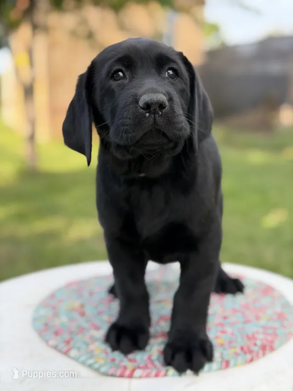 Black Girl – Labrador Retriever puppy for sale in Giddings, TX