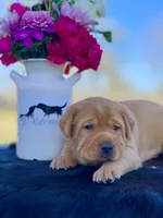 Fox Red Girl, a female Labrador Retriever for sale in Giddings, TX – Photo 1 of 5