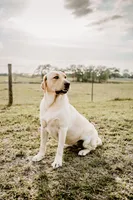 Fox Red Girl, a female Labrador Retriever for sale in Giddings, TX – Photo 4 of 5