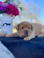 Fox Red Girl, a female Labrador Retriever for sale in Giddings, TX – Photo 2 of 5