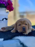 Fox Red Girl, a female Labrador Retriever for sale in Giddings, TX – Photo 3 of 5