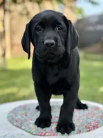 Black Girl, a female Labrador Retriever for sale in Giddings, TX – 2 of 4