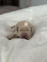 Champagne Boy, a male Labrador Retriever for sale in Giddings, TX – Photo 2 of 4