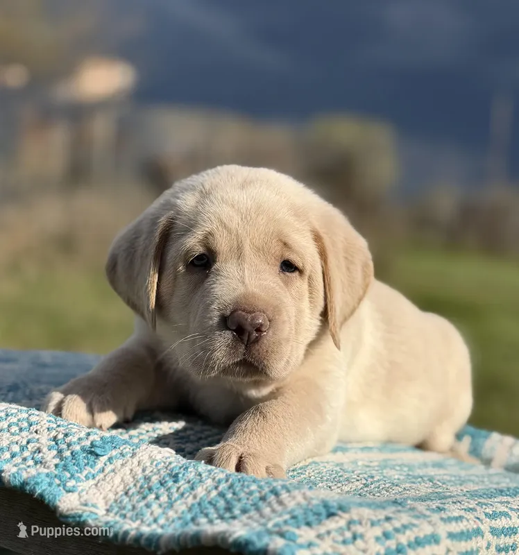 Champagne Boy – Labrador Retriever puppy for sale in Giddings, TX