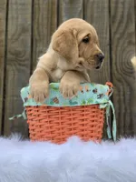 Ohana Boy, a male Labrador Retriever for sale in Giddings, TX – Photo 3 of 5