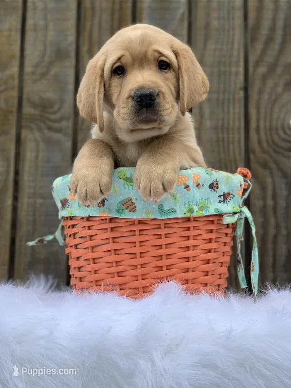 Ohana Boy, a male Labrador Retriever for sale in Giddings, TX – Photo 1 of 5