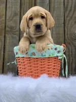 Ohana Boy, a male Labrador Retriever for sale in Giddings, TX – Photo 1 of 5