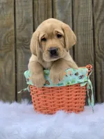 Ohana Boy, a male Labrador Retriever for sale in Giddings, TX – Photo 5 of 5