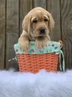 Ohana Boy, a male Labrador Retriever for sale in Giddings, TX – Photo 2 of 5