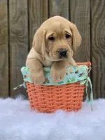 Ohana Boy, a male Labrador Retriever for sale in Giddings, TX – Photo 4 of 5