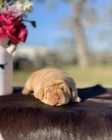 Ohana Girl, a female Labrador Retriever for sale in Giddings, TX – Photo 2 of 2