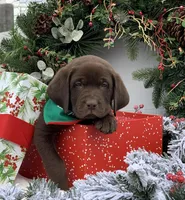 Choco Girl, a female Labrador Retriever for sale in Giddings, TX – Photo 3 of 3