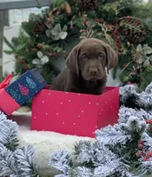 Choco Girl, a female Labrador Retriever for sale in Giddings, TX – Photo 1 of 3