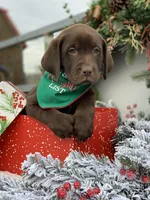 Choco Girl, a female Labrador Retriever for sale in Giddings, TX – Photo 2 of 3