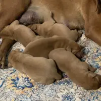 Fox Red Boy, a male Labrador Retriever for sale in Giddings, TX – Photo 3 of 3