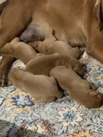 Fox Red Boy, a male Labrador Retriever for sale in Giddings, TX – Photo 3 of 3
