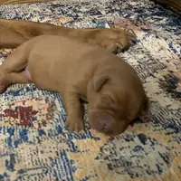 Fox Red Boy, a male Labrador Retriever for sale in Giddings, TX – Photo 1 of 3