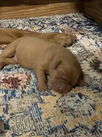 Fox Red Boy, a male Labrador Retriever for sale in Giddings, TX – Photo 1 of 3