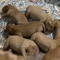 Fox Red Boy, a male Labrador Retriever for sale in Giddings, TX – Photo 2 of 3