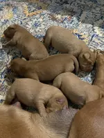 Fox Red Boy, a male Labrador Retriever for sale in Giddings, TX – Photo 2 of 3