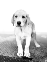 Maroon Collar, a male Labrador Retriever for sale in Giddings, TX – Photo 5 of 8