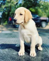 Maroon Collar, a male Labrador Retriever for sale in Giddings, TX – Photo 1 of 8