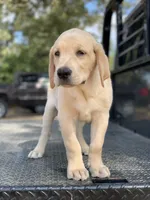 Maroon Collar, a male Labrador Retriever for sale in Giddings, TX – Photo 6 of 8
