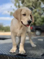 Maroon Collar, a male Labrador Retriever for sale in Giddings, TX – Photo 8 of 8
