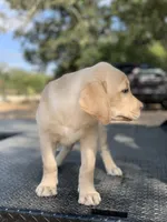 Maroon Collar, a male Labrador Retriever for sale in Giddings, TX – Photo 2 of 8