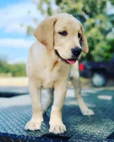 Maroon Collar, a male Labrador Retriever for sale in Giddings, TX – Photo 4 of 8