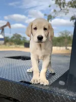 Maroon Collar, a male Labrador Retriever for sale in Giddings, TX – Photo 3 of 8