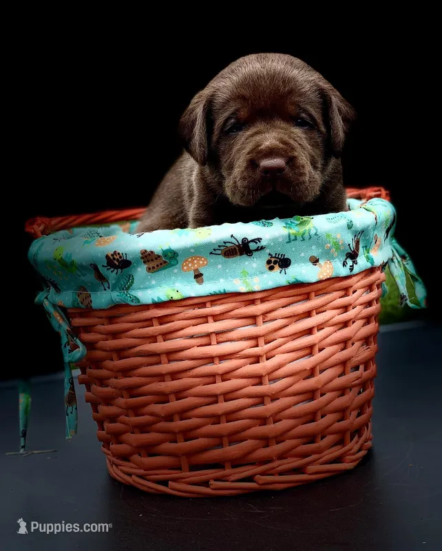 Chocolate Chic, a female Labrador Retriever for sale in Giddings, TX – Photo 1 of 2