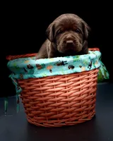 Chocolate Chic, a female Labrador Retriever for sale in Giddings, TX – Photo 1 of 2