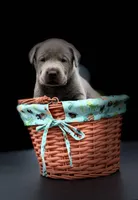 Silver Girl, a female Labrador Retriever for sale in Giddings, TX – Photo 1 of 4