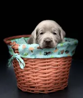 Silver Girl, a female Labrador Retriever for sale in Giddings, TX – Photo 4 of 4