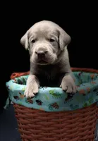 Silver Girl, a female Labrador Retriever for sale in Giddings, TX – Photo 2 of 4