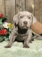 Silver Boy, a male Labrador Retriever for sale in Giddings, TX – Photo 2 of 9