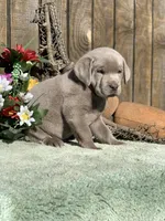 Silver Boy, a male Labrador Retriever for sale in Giddings, TX – Photo 9 of 9