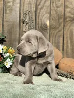 Silver Boy, a male Labrador Retriever for sale in Giddings, TX – Photo 4 of 9